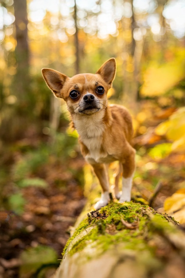 Original dog portrait.