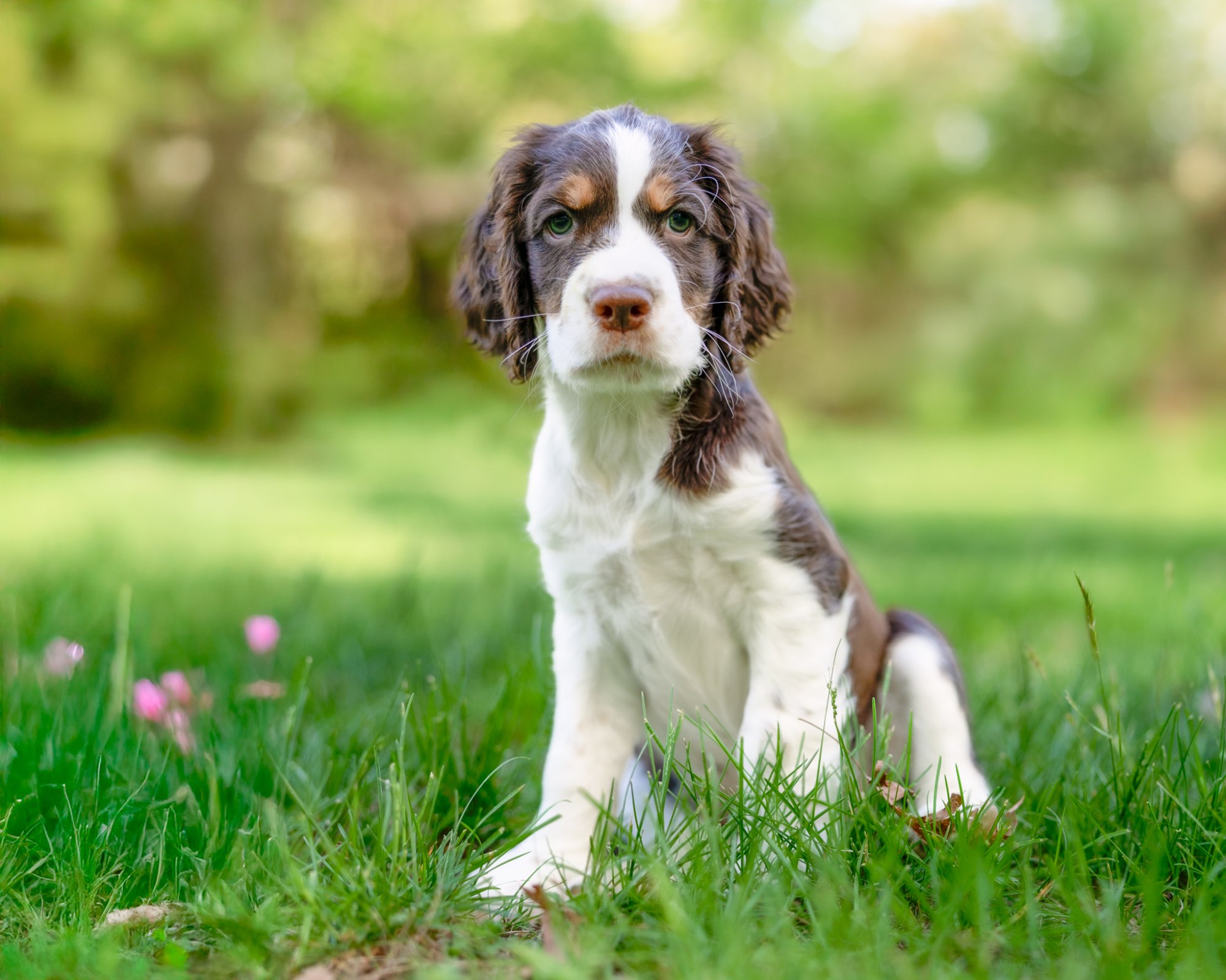 English sprinter spaniel puppy sitting in a grassy field