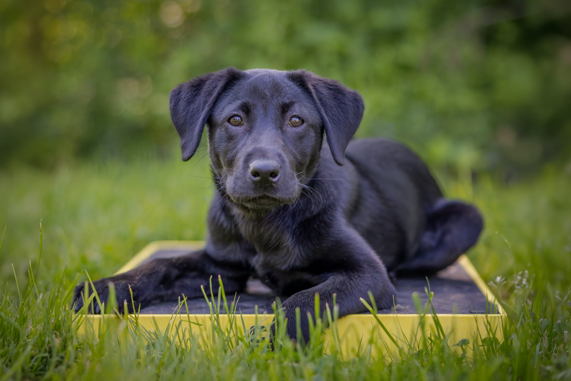 black lab puppy sitting on a training platform