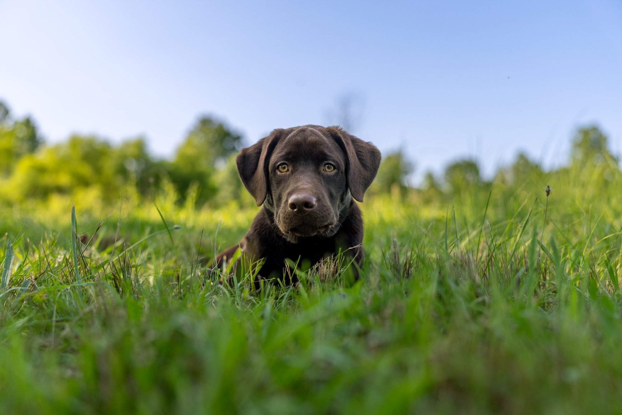 Juniper - English Chocolate Lab Pup
